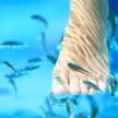 La fish pedicure è un  trattamento di bellezza